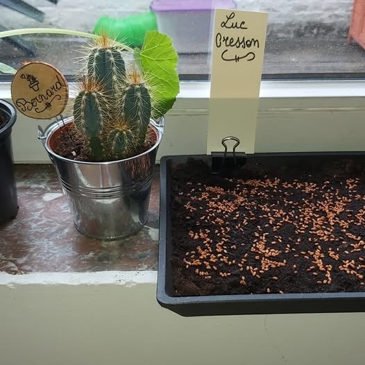 Bernard le cactus