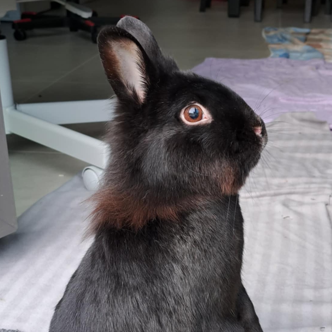 Moumoute la lapine