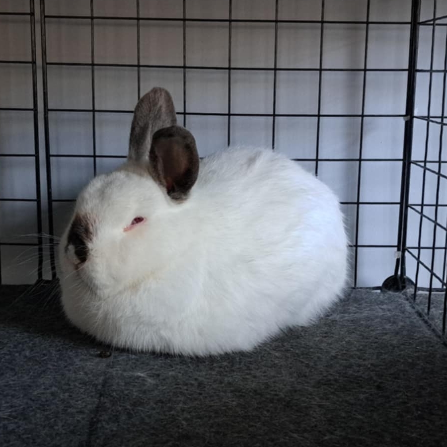 Tofu le lapin